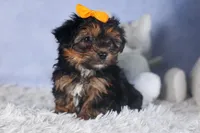 JACK, a male Yorkipoo for sale in Baltic, OH – Photo 3 of 9