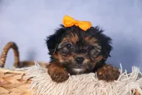 JACK, a male Yorkipoo for sale in Baltic, OH – Photo 6 of 9