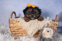 JACK, a male Yorkipoo for sale in Baltic, OH – Photo 9 of 9