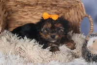 JACK, a male Yorkipoo for sale in Baltic, OH – Photo 7 of 9