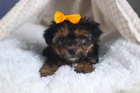 JACK, a male Yorkipoo for sale in Baltic, OH – Photo 4 of 9