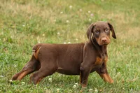 DASHER, a male Doberman Pinscher for sale in Baltic, OH – 10 of 10