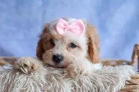 RACHEL, a female Cavachon for sale in Baltic, OH – 4 of 10