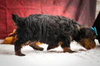 DEXTER, a male Yorkshire Terrier for sale in Baltic, OH – 10 of 10