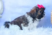 STELLA, a female Shih Tzu for sale in Baltic, OH – 9 of 10