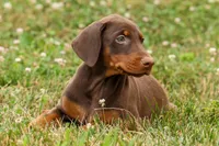 DIXIE, a female Doberman Pinscher for sale in Baltic, OH – 7 of 10