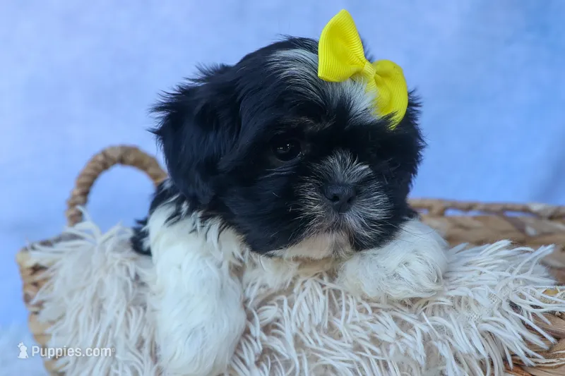 SASHA – Shih Tzu puppy for sale in Baltic, OH