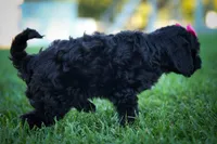 BELLA, a female Cavapoo for sale in Baltic, OH – 7 of 10