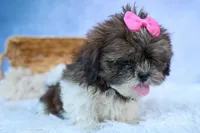 RUBY, a female Shih Tzu for sale in Baltic, OH – 7 of 10