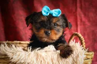DEXTER, a male Yorkshire Terrier for sale in Baltic, OH – 2 of 10