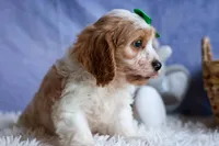 RANDY, a male Cavachon for sale in Baltic, OH – 8 of 10