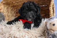 NOEL, a male Bichpoo for sale in Baltic, OH – 3 of 10