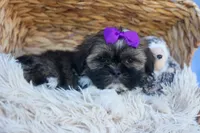 SADIE, a female Shih Tzu for sale in Baltic, OH – 5 of 10