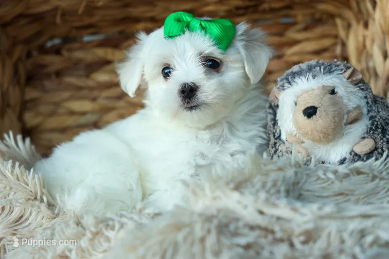 PACO – Maltese puppy for sale in Baltic, OH