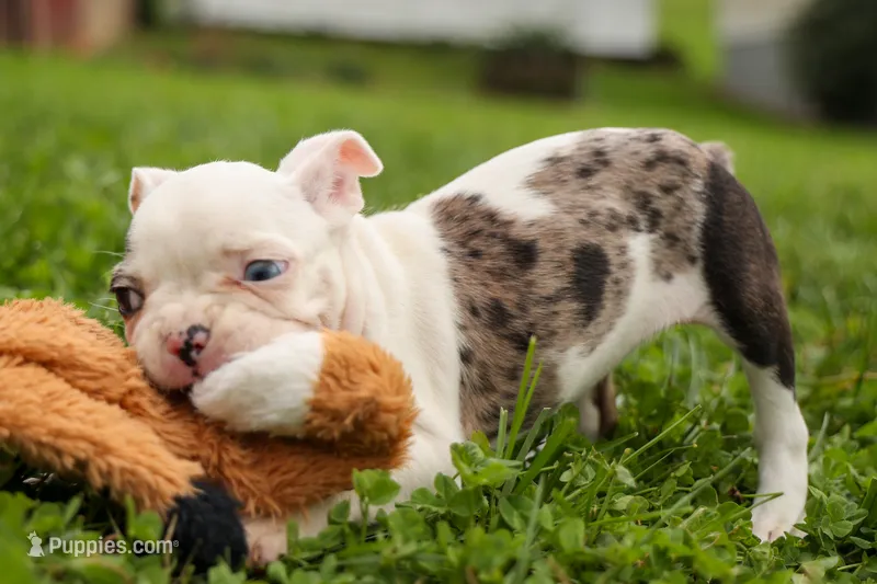 BELLA – Frenchton puppy for sale in Baltic, OH