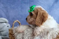 RANDY, a male Cavachon for sale in Baltic, OH – 7 of 10