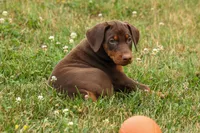 DIXIE, a female Doberman Pinscher for sale in Baltic, OH – 8 of 10