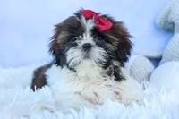 RACHEL, a female Shih Tzu for sale in Baltic, OH – 7 of 10