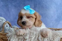 RUSTY, a male Cavachon for sale in Baltic, OH – 3 of 8