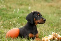 DIESEL, a male Doberman Pinscher for sale in Baltic, OH – 8 of 10