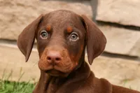 DUKE, a male Doberman Pinscher for sale in Baltic, OH – 2 of 10