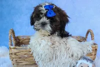 RANDY, a male Shih Tzu for sale in Baltic, OH – 5 of 9