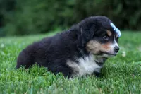 LINCOLN, a male Miniature American Shepherd for sale in Baltic, OH – 9 of 10