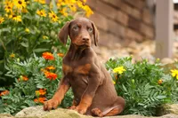 DUKE, a male Doberman Pinscher for sale in Baltic, OH – 8 of 10