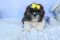 RUBBLE, a male Shih Tzu for sale in Baltic, OH – 3 of 10