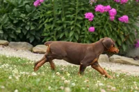 DOLLY, a female Doberman Pinscher for sale in Baltic, OH – 2 of 10