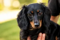MAX, a male Miniature Dachshund for sale in Baltic, OH – 8 of 10