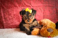 DIESEL, a male Yorkshire Terrier for sale in Baltic, OH – 6 of 10