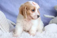 RHODA, a female Cavachon for sale in Baltic, OH – 8 of 10