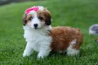 NALA, a female Pembroke Welsh Corgi and Poodle - Miniature  for sale in Baltic, OH – 8 of 10