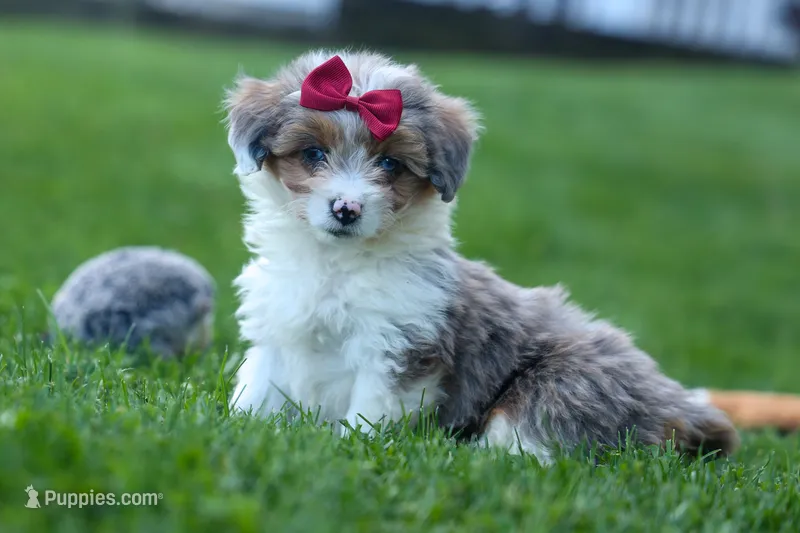 NANCY – Pembroke Welsh Corgi, Poodle - Miniature  puppy for sale in Baltic, OH