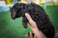 COCO, a male Cavapoo for sale in Baltic, OH – 3 of 10