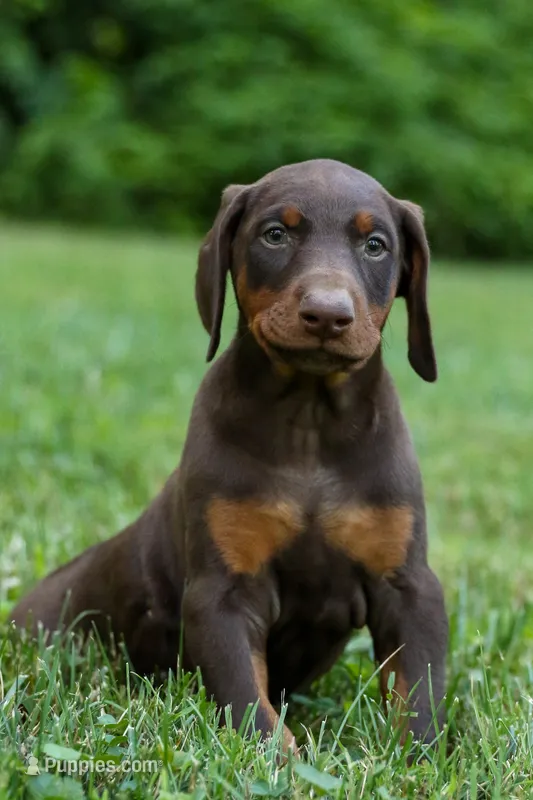 OSWALD – Doberman Pinscher puppy for sale in Baltic, OH
