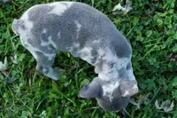 MINDY, a male Frenchton for sale in Baltic, OH – 3 of 9