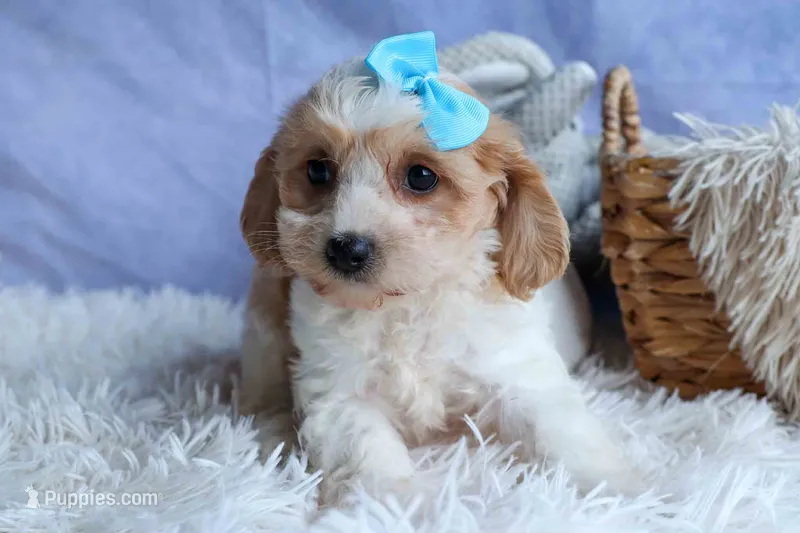 RUSTY – Cavachon puppy for sale in Baltic, OH