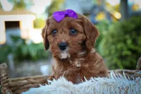 RUSTY, a male Cavapoo for sale in Baltic, OH – 2 of 10