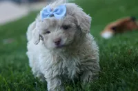 OLEN, a male Havapoo for sale in Baltic, OH – 4 of 9