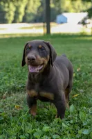 ODIN, a male Doberman Pinscher for sale in Baltic, OH – 7 of 7