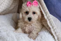 NANCY, a female Bichpoo for sale in Baltic, OH – 7 of 10