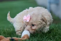 OREO, a male Havapoo for sale in Baltic, OH – 6 of 10