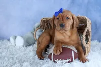 DIESEL, a male Labrador Retriever for sale in Baltic, OH – Photo 4 of 9