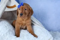 DIESEL, a male Labrador Retriever for sale in Baltic, OH – Photo 2 of 9