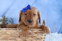 DIESEL, a male Labrador Retriever for sale in Baltic, OH – Photo 8 of 9