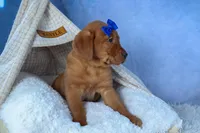 DIESEL, a male Labrador Retriever for sale in Baltic, OH – Photo 7 of 9