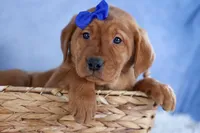 DIESEL, a male Labrador Retriever for sale in Baltic, OH – Photo 3 of 9