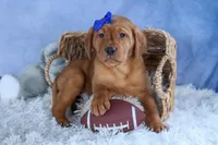 DIESEL, a male Labrador Retriever for sale in Baltic, OH – Photo 5 of 9